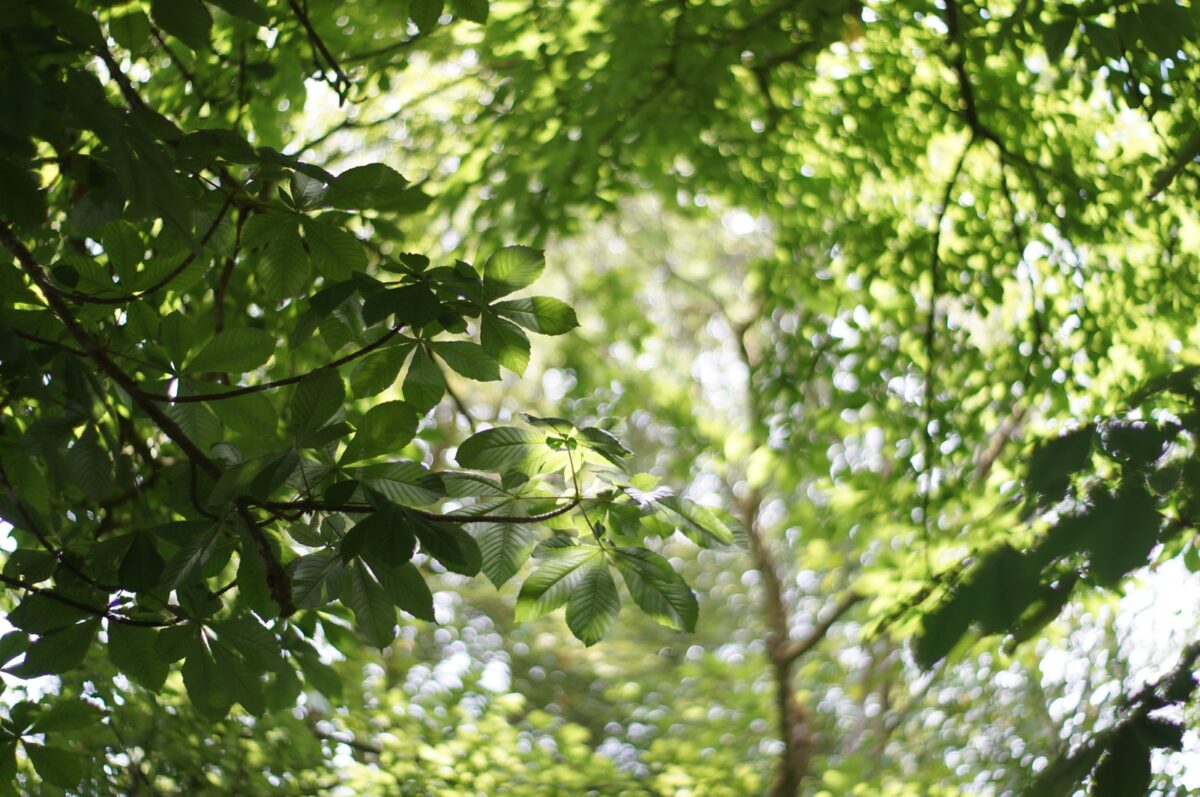 Close up of a tree branch with full, lush green leaves.